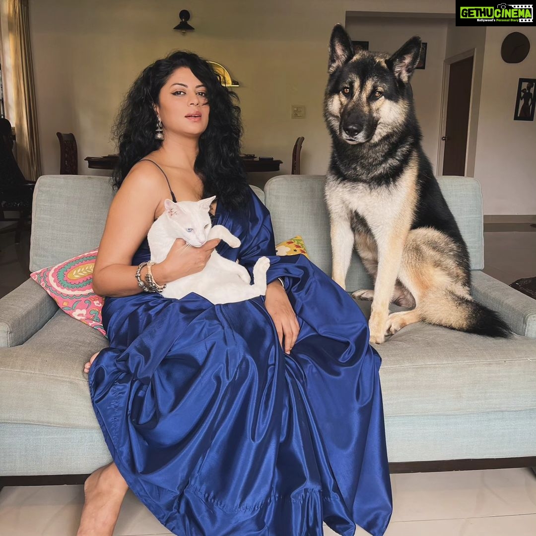 Kavita Kaushik Instagram - "K- Baalak, sofey pe kaise Chad ra ? Raaka- you said we are all same. K- yes but my feet don't have mud on them. Raaka- I have paws- problem solved Lala- Too white to be bothered. Ima bounce." #look #at #Raaka's #sulking #eyes I tried a lot to get the whole family together for a picture but ye jaanwaron jaisa behave karte hai saarey ! Including me 🤪 Happy Diwali from Ron, Kk, jaggu, Raaka , lala & cc 💖 Wearing My Mom's (your #AparnaAunty's) 40 years old saaree ! Look at the shine still like new , vintage is the best 😍
