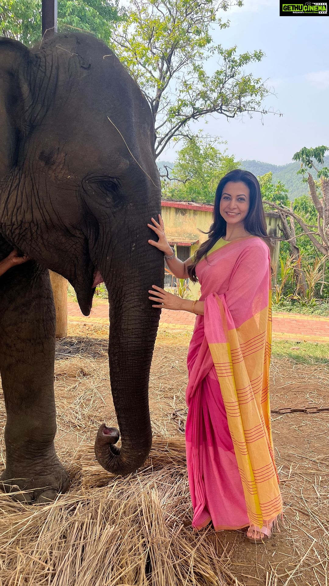 Koel Mallick Instagram - As I tried making friends with a very BIG co-actor before shoot …she turned out to be a rather cute & a friendly one! Was a delight having her with us in #jongolemitinmashi 🐘❤️#Pujo2023 #ecology #forest #saranda #love #life 😇