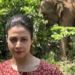 Koel Mallick Instagram - Our planet, our jungle, our elephants. We will save them... 🌎🐘 Mitin Mashi bouncing back... this Pujo... #JongoleMitinMashi @yourkoel @subhrajit_dutta13 @bickramghoshofficial @lekhhac @arijitdaduldutta @indraroy29 @dopanirbanchatterjee @hiyalove013 @raychowdhuryashim @rabhisek @camelliafilmsnow #RupaDutta @kakondas