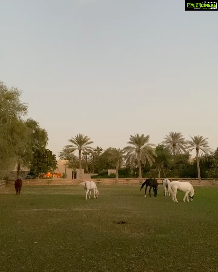 Kyra Dutt Instagram - A Day of Love & labour!❤️ Silvina🐴 Desert Palm Polo Club, Dubai