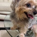 Madhu Sharma Instagram – My doll
#yorkie #yorkielife #yorkiegram #yorkshire #doglover #dog #dogsofinstagram #dogphotography #dogvideos #mylove #mylife #myhappiness