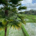 Maira Doshi Instagram - #Ubud #Bali #BaliIndonesia #Travel #WhiteLover