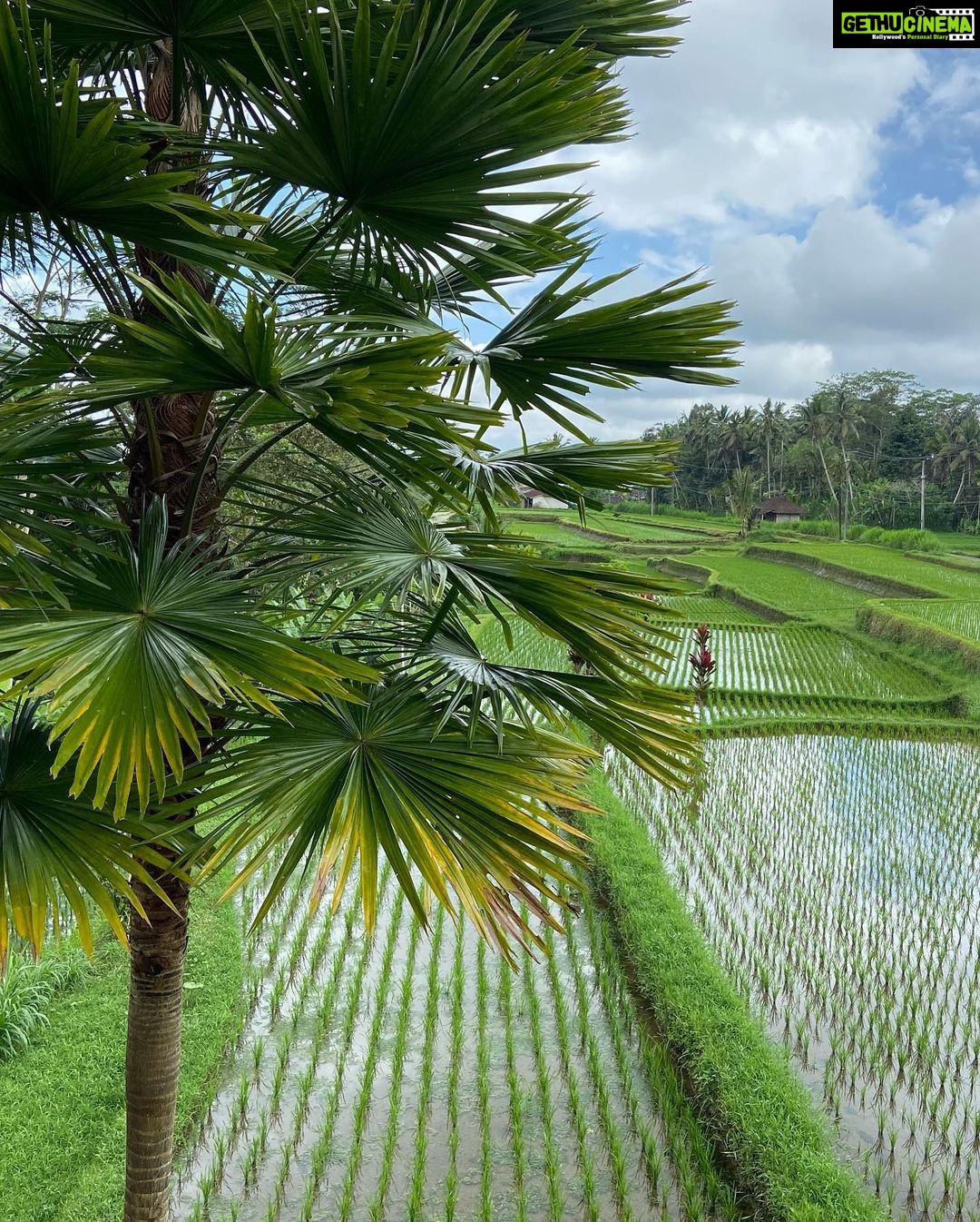 Maira Doshi Instagram - #Ubud #Bali #BaliIndonesia #Travel #WhiteLover