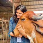 Malti Chahar Instagram – Sabko pyaar chahiye❤️

#singles on #karwachauth 😁

Beautiful pics clicked by beautiful @jyotimandelia 😘

#adorable #cows #love Art of Living International Center, Bangalore