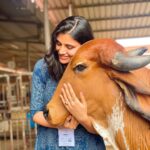 Malti Chahar Instagram - Sabko pyaar chahiye❤️ #singles on #karwachauth 😁 Beautiful pics clicked by beautiful @jyotimandelia 😘 #adorable #cows #love Art of Living International Center, Bangalore