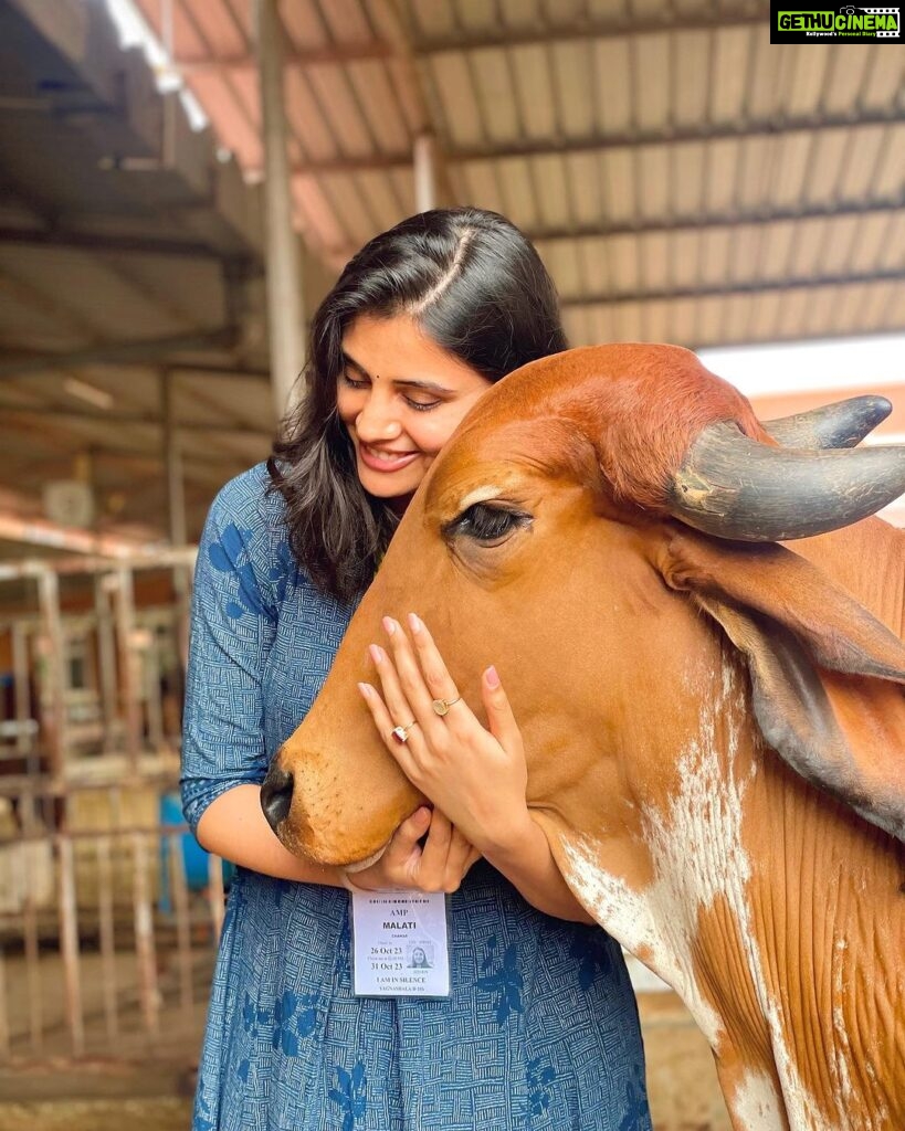 Malti Chahar Instagram - Sabko pyaar chahiye❤️ #singles on #karwachauth 😁 Beautiful pics clicked by beautiful @jyotimandelia 😘 #adorable #cows #love Art of Living International Center, Bangalore