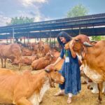 Malti Chahar Instagram - Sabko pyaar chahiye❤️ #singles on #karwachauth 😁 Beautiful pics clicked by beautiful @jyotimandelia 😘 #adorable #cows #love Art of Living International Center, Bangalore