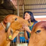 Malti Chahar Instagram - Sabko pyaar chahiye❤️ #singles on #karwachauth 😁 Beautiful pics clicked by beautiful @jyotimandelia 😘 #adorable #cows #love Art of Living International Center, Bangalore
