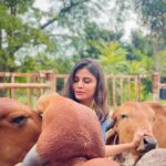 Malti Chahar Instagram - Sabko pyaar chahiye❤️ #singles on #karwachauth 😁 Beautiful pics clicked by beautiful @jyotimandelia 😘 #adorable #cows #love Art of Living International Center, Bangalore