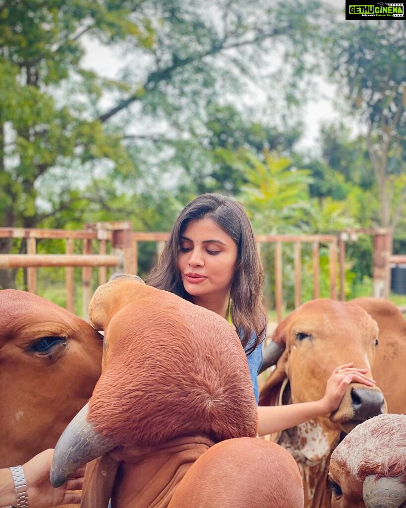 Malti Chahar Instagram - Sabko pyaar chahiye❤ #singles on #karwachauth 😁 Beautiful pics clicked by beautiful @jyotimandelia 😘 #adorable #cows #love Art of Living International Center, Bangalore