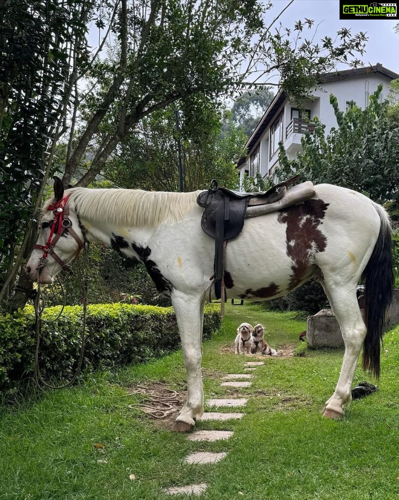 Manvita Kamath Instagram - Ram, the horse,standing tall and proud…radiating an aura of elegance, serenity and grace! 🐴✨ . . . #kodaikanal @greattrailsbygrt
