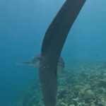 Michael Ajay Instagram – One of the things that has given me the greatest joy in life is introducing the underwater world to my friends and sharing it with them. (Watch the last video!) #manta

Over the past two weeks I finally managed to convince @karnrateria @michaelajayofficial @allthingssameer and @ashwin_kulkarni to take the plunge. The are all Open Water Certified divers now – thanks ro @fleetfootadventures! Congratulations guys!! 

I also reconnected with my buddies @jaypunjabi_ @rohinbachwani @djsanjaydutta @leicagrapher and @carlosdonoso on our amazing Liveaboard trip and made nee friends too!

@emma.tolmie @coteugarter @lukamp @catabarra @davesorrellsaunders @cpabloalarcon @emperordivers_ Thank you for making it such a memorable trip for us all!! 

Mostly, thanks to my buddy, my brother and my underwater guru Nitish aka @fleetfootadventures for making all of this possible! ❤️💯 #Maldives #fleetfootadventures #DiveDiary #Seiko #prospex