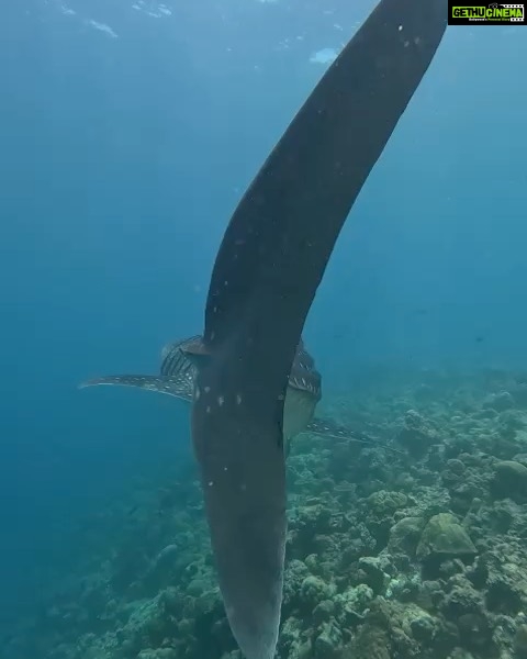 Michael Ajay Instagram - One of the things that has given me the greatest joy in life is introducing the underwater world to my friends and sharing it with them. (Watch the last video!) #manta Over the past two weeks I finally managed to convince @karnrateria @michaelajayofficial @allthingssameer and @ashwin_kulkarni to take the plunge. The are all Open Water Certified divers now - thanks ro @fleetfootadventures! Congratulations guys!! I also reconnected with my buddies @jaypunjabi_ @rohinbachwani @djsanjaydutta @leicagrapher and @carlosdonoso on our amazing Liveaboard trip and made nee friends too! @emma.tolmie @coteugarter @lukamp @catabarra @davesorrellsaunders @cpabloalarcon @emperordivers_ Thank you for making it such a memorable trip for us all!! Mostly, thanks to my buddy, my brother and my underwater guru Nitish aka @fleetfootadventures for making all of this possible! ❤💯 #Maldives #fleetfootadventures #DiveDiary #Seiko #prospex