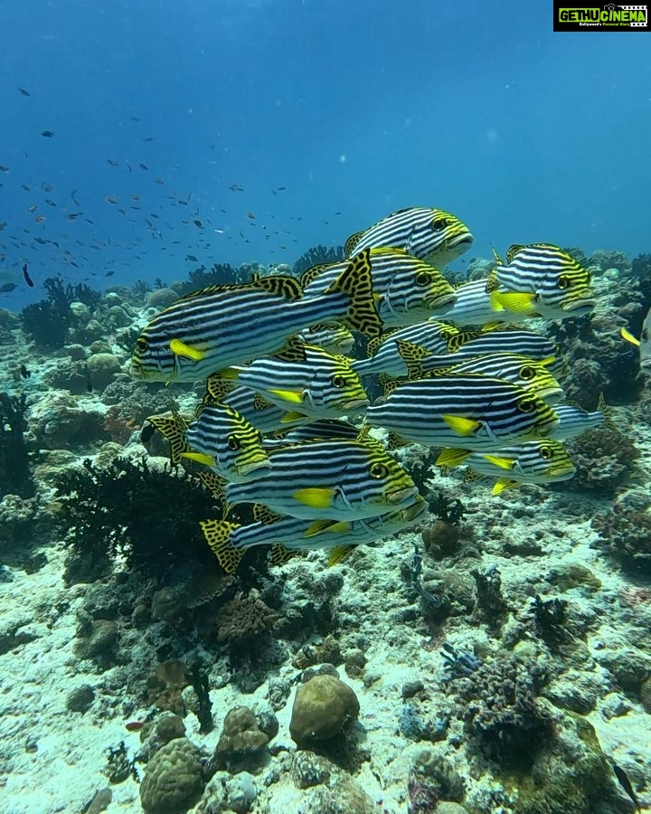 Michael Ajay Instagram - One of the things that has given me the greatest joy in life is introducing the underwater world to my friends and sharing it with them. (Watch the last video!) #manta Over the past two weeks I finally managed to convince @karnrateria @michaelajayofficial @allthingssameer and @ashwin_kulkarni to take the plunge. The are all Open Water Certified divers now - thanks ro @fleetfootadventures! Congratulations guys!! I also reconnected with my buddies @jaypunjabi_ @rohinbachwani @djsanjaydutta @leicagrapher and @carlosdonoso on our amazing Liveaboard trip and made nee friends too! @emma.tolmie @coteugarter @lukamp @catabarra @davesorrellsaunders @cpabloalarcon @emperordivers_ Thank you for making it such a memorable trip for us all!! Mostly, thanks to my buddy, my brother and my underwater guru Nitish aka @fleetfootadventures for making all of this possible! ❤💯 #Maldives #fleetfootadventures #DiveDiary #Seiko #prospex