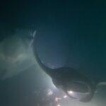 Michael Ajay Instagram – One of the things that has given me the greatest joy in life is introducing the underwater world to my friends and sharing it with them. (Watch the last video!) #manta

Over the past two weeks I finally managed to convince @karnrateria @michaelajayofficial @allthingssameer and @ashwin_kulkarni to take the plunge. The are all Open Water Certified divers now – thanks ro @fleetfootadventures! Congratulations guys!! 

I also reconnected with my buddies @jaypunjabi_ @rohinbachwani @djsanjaydutta @leicagrapher and @carlosdonoso on our amazing Liveaboard trip and made nee friends too!

@emma.tolmie @coteugarter @lukamp @catabarra @davesorrellsaunders @cpabloalarcon @emperordivers_ Thank you for making it such a memorable trip for us all!! 

Mostly, thanks to my buddy, my brother and my underwater guru Nitish aka @fleetfootadventures for making all of this possible! ❤️💯 #Maldives #fleetfootadventures #DiveDiary #Seiko #prospex
