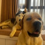 Mimi Chakraborty Instagram – Most underrated therapist 🐕🐺
Find the one that makes you happy, i found mine 💕🐺

#worldmentalhealthday