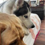 Mimi Chakraborty Instagram – Most underrated therapist 🐕🐺
Find the one that makes you happy, i found mine 💕🐺

#worldmentalhealthday