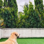 Mitali Mayekar Instagram – The apple of my eye.🥹♥️
#dora #dorathedog #onetruelove #firstrain #rainlover #monsoon #mybaby #dogsofinstagram #labradorretriever #labradorsofinstagram Pune, Maharashtra
