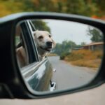 Mitali Mayekar Instagram - We cant let winter win!🍀 . . #adayout #tinypanda #dorathedog #shotoniphone