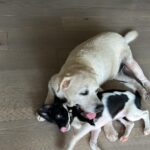 Namrata Shirodkar Instagram - It’s all about love ❤️ .#nobu&snoopy