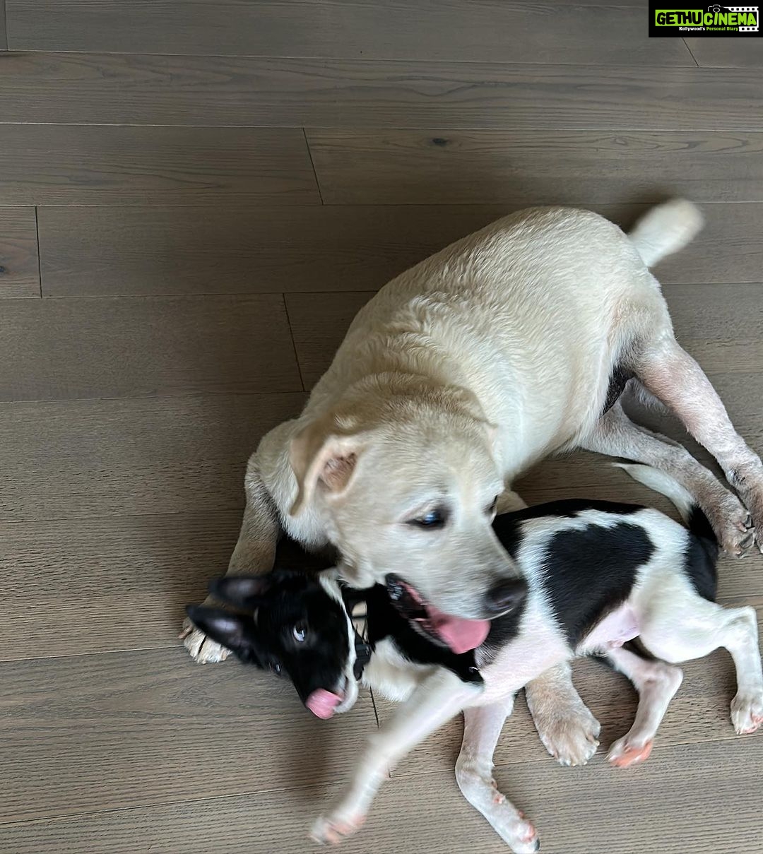 Namrata Shirodkar Instagram - It’s all about love ❤️ .#nobu&snoopy