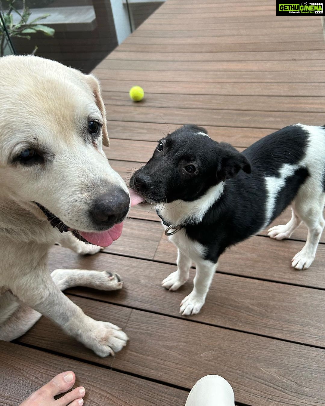 Namrata Shirodkar Instagram - "Double the love, double the trouble 🐾❤️ #NobuAndSnoopy" Hyderabad