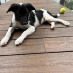 Namrata Shirodkar Instagram – And just like that he arrives… We guess Pluto sent him to us. Another little lost pup… Another one to love ❤️ Welcome to our family #snoopy! Hoping to love you more 😍😍😍