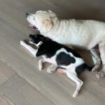 Namrata Shirodkar Instagram - It’s all about love ❤️ .#nobu&snoopy