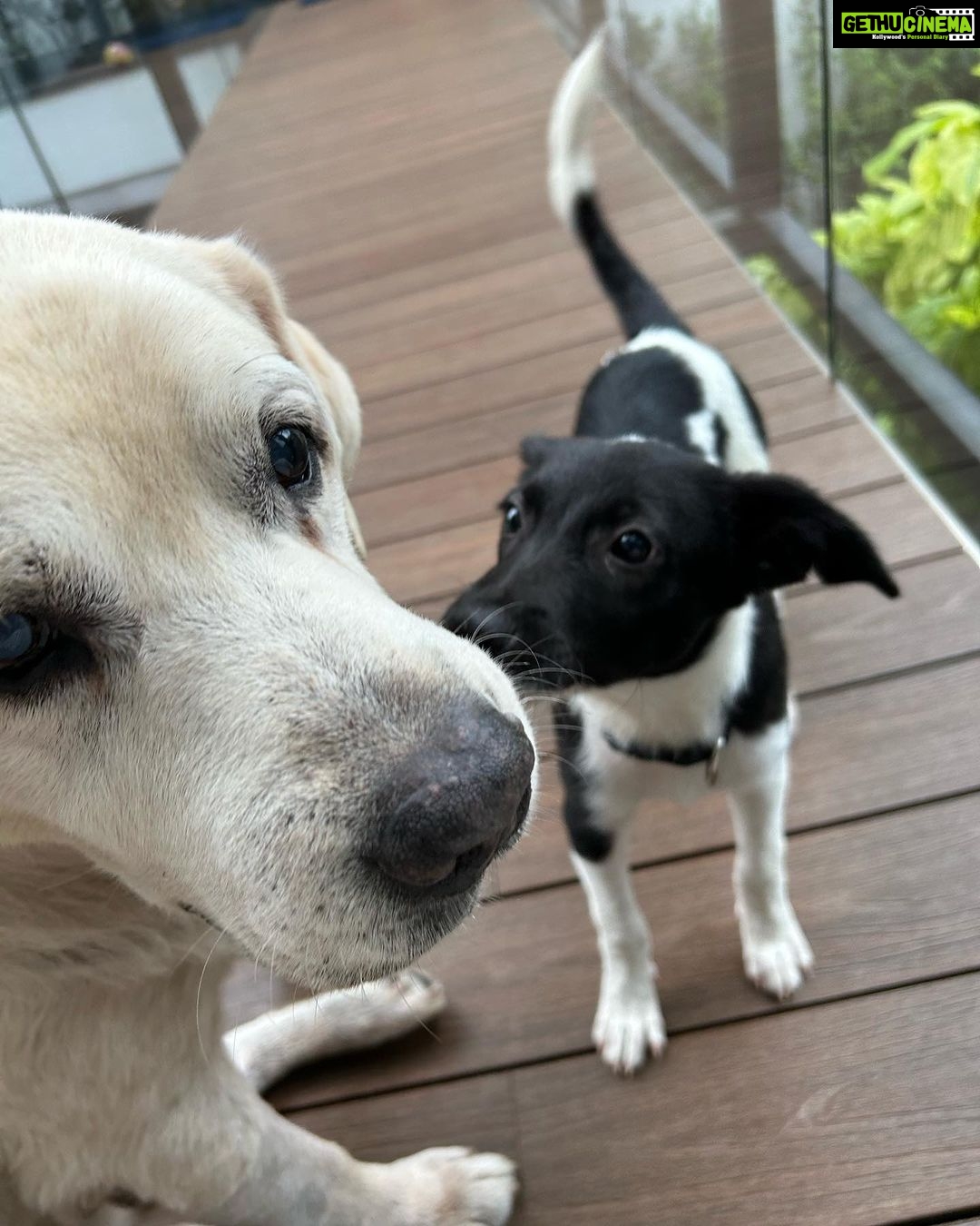 Namrata Shirodkar Instagram - "Double the love, double the trouble 🐾❤️ #NobuAndSnoopy" Hyderabad