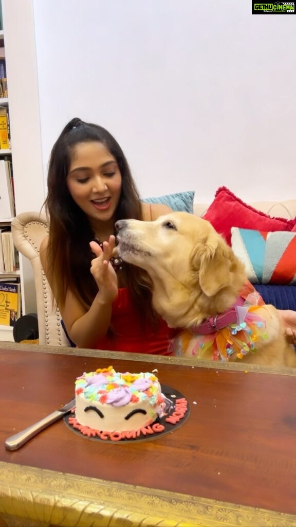 Natasha Doshi Instagram - We couldn’t celebrate Noraa’s birthday this year, so to make up we celebrated her homecoming day instead! 🥰 And @barkersdzn made it super pawsome for my baby @noraathegoldieprincess ❤️ Thankyou!! Norii loved her cake 🦄🫶🏻 Ps - watch till the end to see Noraa on her first homecoming day! 🧁 - @barkersdzn . . . . #dogreels #feelitreelit #goldenretriever #dogsofinstagram #instareels #reels #natashadoshi #noraathegoldie #goldensofinstagram #cutestgoldens #goldenlove #pamperedpooch #dogs #mybaby