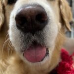 Natasha Doshi Instagram - Happy Pet Day @noraathegoldieprincess 💕 Though you’re not my pet, you’re my baby. Celebrating you today & everyday! 🎈🧿 . . . . #dogreels #petday #instreels #dogs #goldenretriever #feelitreelit #dogsofinstagram #natashadoshi #noraathegoldie #goldens #lovedogs #dogsoverhumans #noraa #cutedogs Mumbai, Maharashtra