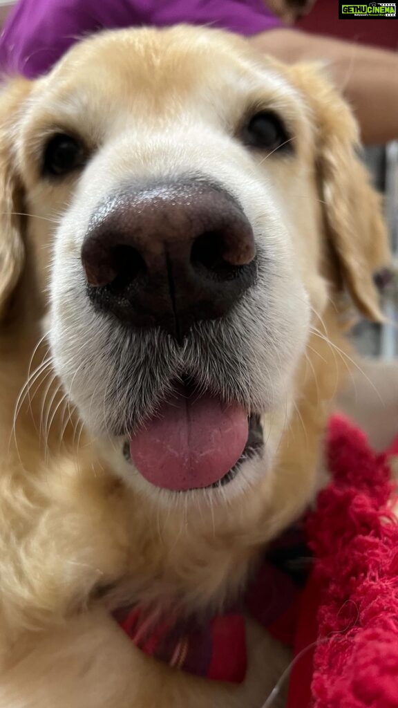 Natasha Doshi Instagram - Happy Pet Day @noraathegoldieprincess 💕 Though you’re not my pet, you’re my baby. Celebrating you today & everyday! 🎈🧿 . . . . #dogreels #petday #instreels #dogs #goldenretriever #feelitreelit #dogsofinstagram #natashadoshi #noraathegoldie #goldens #lovedogs #dogsoverhumans #noraa #cutedogs Mumbai, Maharashtra