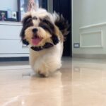 Nidhi Jha Instagram - Me sabka raja beta hu😎 #shihtzu