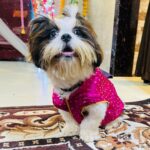 Nidhi Jha Instagram - Pooja ke liye taiyaar hu hoomans🥰 #shihtzu #ganpatibappamorya