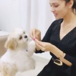 Nimika Ratnakar Instagram - During lunch with Lil Romeo’s parents @milananagaraj @darling_krishnaa ❤️❤️ #milananagaraj #darlingkrishna #romeo #pet #petsofinstagram #petsagram #dogs #dogsofinstagram #shitzu #shitzusofinstagram #saraalikhan #dhanush #dhanushsongs #atrangire #chakachak #actor #model #actorslife #modeling #trending #trendingreels #trend #nimikaratnakar #nimika #sandalwood #kannadaactress #actress #tollywood #kollywood
