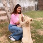 Nupur Sanon Instagram - Hands down one of the most SURREAL experiences I’ve had!Words cannot describe!! Yes My heart was in my mouth and I was really scared! Who wouldn’t be? That’s a 2 month old lion cub🦁 @sb_belhasa always the sweetest host! ❤️ Thank you for this and for loving all the animals like your babies at @fame.park My forever favourite place in Dubai!🥹🌻