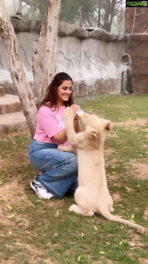 Nupur Sanon Instagram - Hands down one of the most SURREAL experiences I’ve had!Words cannot describe!! Yes My heart was in my mouth and I was really scared! Who wouldn’t be? That’s a 2 month old lion cub🦁 @sb_belhasa always the sweetest host! ❤ Thank you for this and for loving all the animals like your babies at @fame.park My forever favourite place in Dubai!🥹🌻