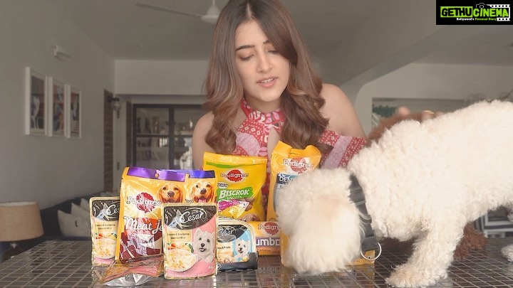 Nupur Sanon Instagram - Got these amazing gifts from @amazondotin for Disco and Phoebe and look how much they enjoyed it all! 😍🐾 🐶 Packed with nutrition and amazing taste, I think they are definitely in the @pedigree_india and @cesarcuisine family now! 💯 You too can go and check out some amazing deals and offers available during the #AmazonGreatIndianFestival and gift your pups happiness! ☺️ #Amazonpets #AmazonGifting #PedigreeXAmazonPets #CesarXAmazonPets