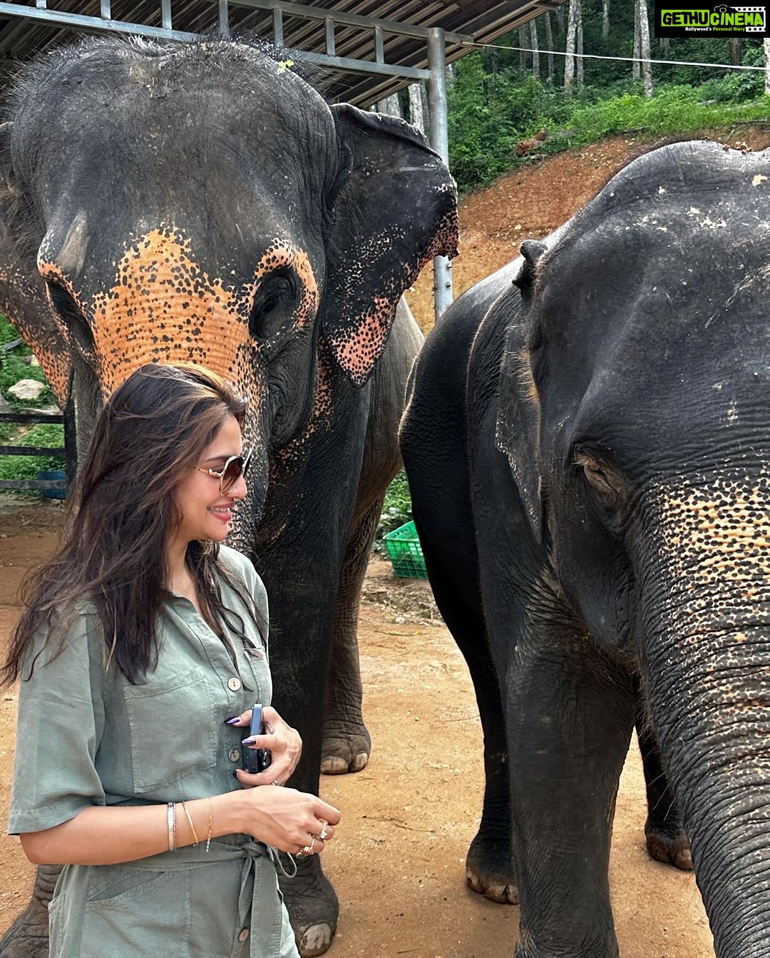 Nusrat Jahan Instagram - Major Missing.. #bulbul #elephant #favanimal #cuteness
