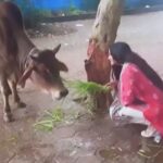 Poonam Pandey Instagram - Mom…I finally did it . . #cow #love #brahmin #pplovers #vegetarian #poonampandey #pp #fun #hindu #poonpandeyreal