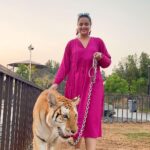 Prachi Tehlan Instagram - Must watch till the end 😋💖💖💖 #goldentaby #tigress #adorable #babytigress The Zoo Wild Life Park