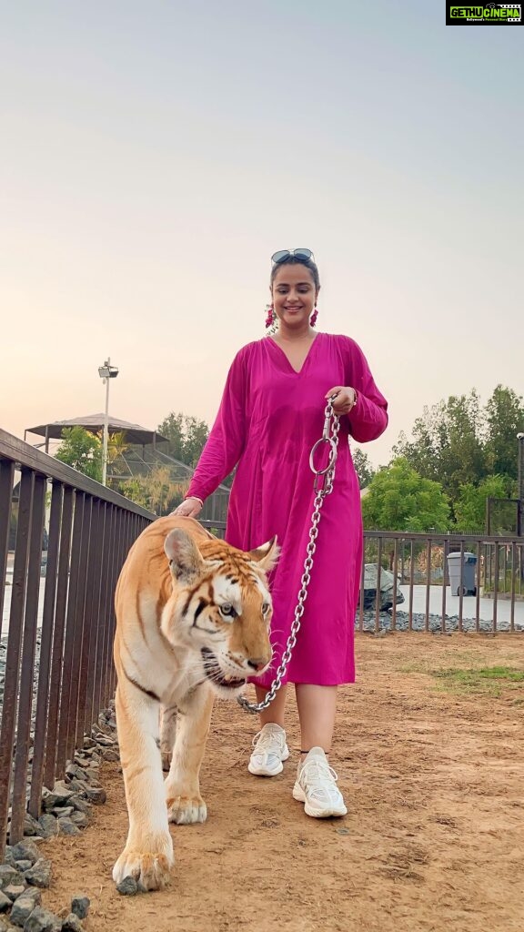 Prachi Tehlan Instagram - Must watch till the end 😋💖💖💖 #goldentaby #tigress #adorable #babytigress The Zoo Wild Life Park