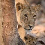 Prachi Tehlan Instagram - Happy World Lion’s Day ! 🦁 Here are some fun facts about Asiatic Lions which have Gir Forest as the only natural habitat ! 🍃 🦁 Social Roar: known for their distinct and characteristic vocalizations, their roar can be heard from several miles away and helps them communicate with other members of their pride. 🦁Matriarchal Dominance: In a lion pride, females often dominate the social structure. They are responsible for hunting and raising the cubs, while the males primarily focus on protecting the territory. 🦁 Local Lore and Legends: In Indian culture, lions have significant historical and cultural importance. They are often depicted in sculptures, paintings, and stories, and are associated with valor and strength. 🦁Conservation Success: The conservation efforts to protect Asiatic lions have been successful, leading to a gradual increase in their population over the years. This success story highlights the importance of dedicated conservation initiatives. #10August, #WorldLionDay2023 #LionsInIndia #AsiaticLions #girforestindia @CCF_Wildlife @PccfWildlife @GujaratTourism @HoffPccf @CMOGuj @nikonindiaofficial Gir National Park, Gujarat