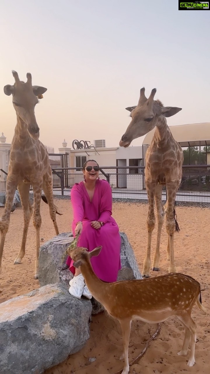 Prachi Tehlan Instagram - The best experience and knowledge one can have about animals is in a wildlife park where you get to experience the animals with close encounters. Surreal experience I had 🥰🩷 @thezoowildlifepark This gentleman named Mohammad takes care of all kinds of animals here and this has been his retirement plan always. His kid (just 6) also joined us who aspires to be a wildlife photographer. What a wonderful family and what amazing study of all kinds of carnivores and herbivores. 💡New learning : Just like an elephant's trunk or a monkey's tail – giraffe have a prehensile tongue! means they have fine muscular control allowing them to grasp and hold things. A giraffe's tongue is also the strongest of any animal, and it can be an impressive 18 inches long! #wildlifesantuary #wildlifepark #giraffe #deersofinstagram #feedinganimals The Zoo Wild Life Park