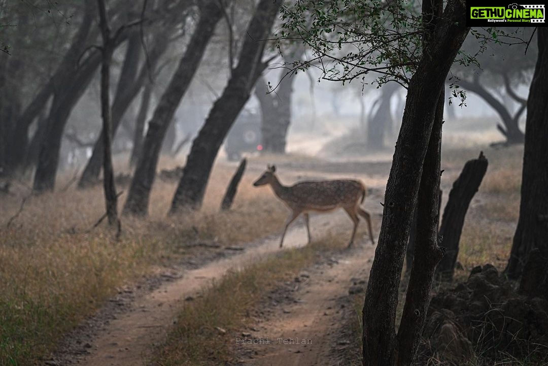 Prachi Tehlan Instagram - Though I love the way the camera naturally captures the nature but a little fine tuning always helps enhancing the vibe. For me it’s dreamy 🤩 @nikonindiaofficial @nikonasia #Nikon #NikonIndia #NikonIndiaOfficial #NikonVideography #NikonPhotography #NikonAsia #Nikonexperts #Zseries #wildlife #animals #intothewild #PTclicks #NikonExpertive #wildlifephotography #deersofinstagram #intothewild #wildlifephotography #wildlife #naturephoto #naturephotographer #naturephotography #nature #wild #photo #discovery #natgeo #yourshotphotographer #natgeowild