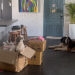 Prarthana Behere Instagram - Unpacking…. She doesn’t want to come out !!!!! She is so FILMY!!! . #homesweethome #mypet #mybabies #mylove #mykids #familytime #lifeisbeautiful #happyme #happyus💜 @miss.filmy @gabbaritis @