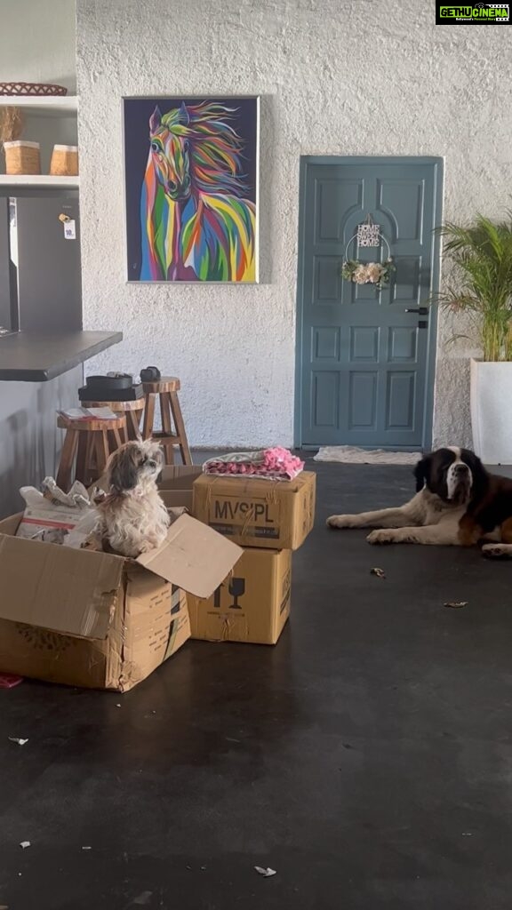 Prarthana Behere Instagram - Unpacking…. She doesn’t want to come out !!!!! She is so FILMY!!! . #homesweethome #mypet #mybabies #mylove #mykids #familytime #lifeisbeautiful #happyme #happyus💜 @miss.filmy @gabbaritis @
