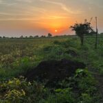 Priyanka KD Instagram - My farm 🥰…. #farmerlife #farmer #priyankakholgade #maharashtra #marathimulgi #maharashtrian #simple #simplicity #noattitude Maharashtra