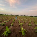 Priyanka KD Instagram - My farm 🥰…. #farmerlife #farmer #priyankakholgade #maharashtra #marathimulgi #maharashtrian #simple #simplicity #noattitude Maharashtra