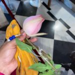 Priyanka Pandit Instagram – Dev uthani Ekadashi, Bhishma panchak vrat ki subhkamnaye 🙏 Mumbai, Maharashtra
